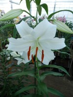 [4235 Casa Blanca TYS No202.JPG]